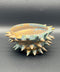 SPIKY SHELL | Takahiro Koga